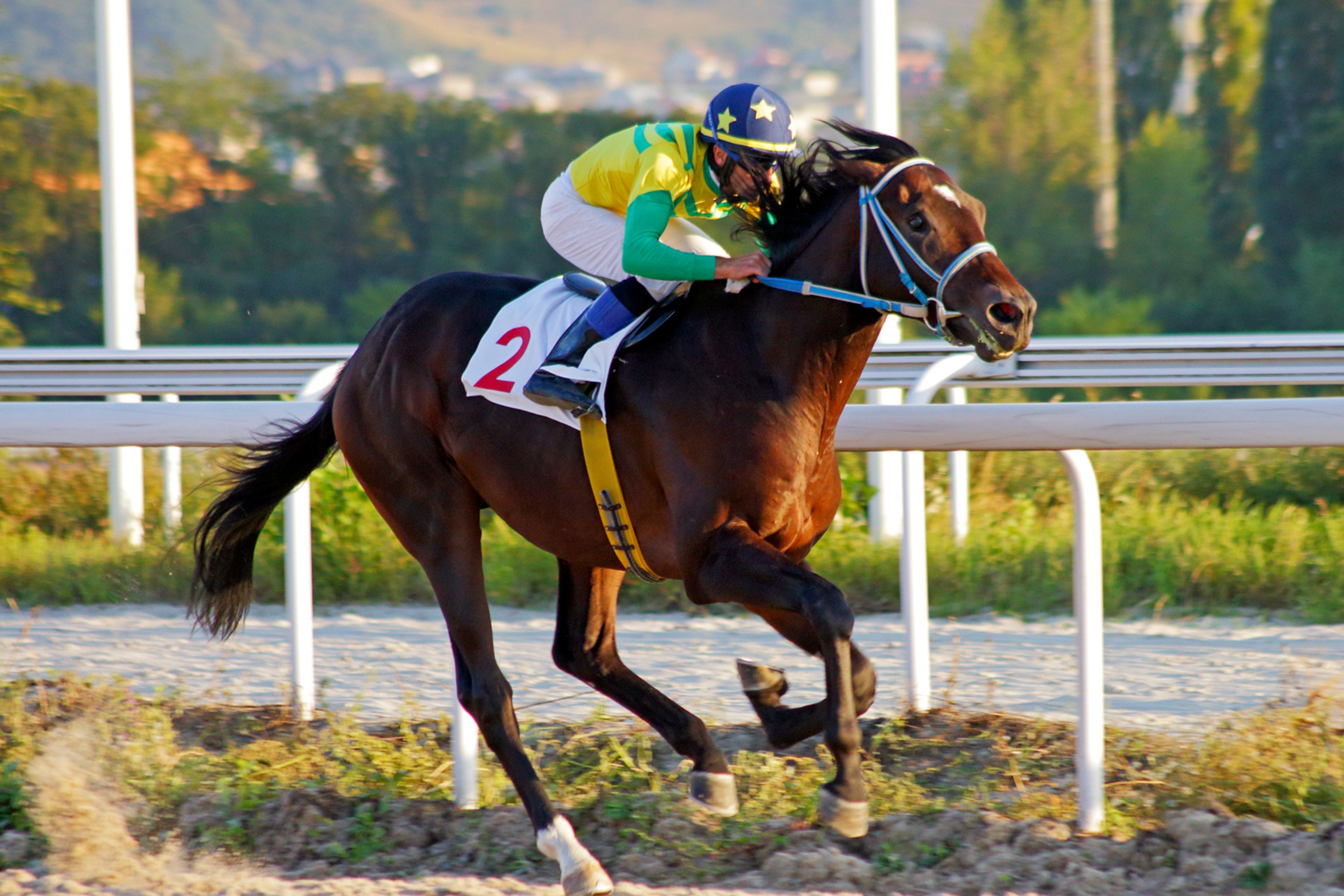 All The Information You Need To Pick A Winning Horse Racing Tip